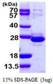 Human TCEAL1 protein, His tag. GTX68048-pro