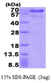 Human HEXIM1 protein, His tag. GTX68181-pro