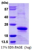 Human MRCL3 protein, His tag. GTX68184-pro