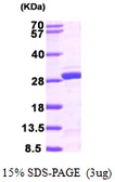 Human NUDT21 protein, His tag. GTX68221-pro