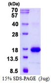 Mouse Galectin 1 protein, His tag. GTX68269-pro