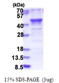 Human HSPC142 protein, His tag. GTX68428-pro