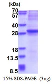 Human NGN3 protein, His tag. GTX68457-pro
