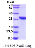 Human C20orf11 protein, His tag. GTX68572-pro