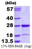 Human MUTED protein, His tag. GTX68684-pro