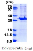 Human PYCRL protein, His tag. GTX68708-pro