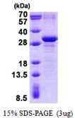 Human MAD3 protein, His tag. GTX68779-pro