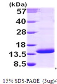 Human PSMG3 protein, His tag. GTX68801-pro