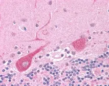 Anti-UBE3A antibody used in Immunohistochemistry (IHC). GTX70169