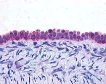 Anti-C/EBP beta antibody [21A1] used in Immunohistochemistry (IHC). GTX70283