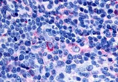 Anti-GPR65 antibody used in IHC (Paraffin sections) (IHC-P). GTX70559