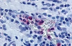 Anti-GPR65 antibody used in IHC (Paraffin sections) (IHC-P). GTX70561