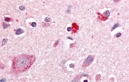 Anti-ROR beta antibody used in IHC (Paraffin sections) (IHC-P). GTX70903