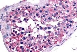 Anti-GCNF antibody used in IHC (Paraffin sections) (IHC-P). GTX70919