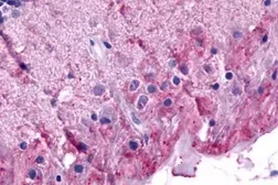 Anti-mGluR6 antibody used in IHC (Paraffin sections) (IHC-P). GTX71531