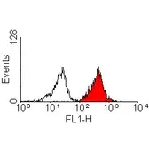 Anti-HLA-A2 antibody [BB7.2] (Low endotoxin, azide free) used in Flow cytometry (FCM). GTX75806