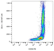 Anti-CD58 antibody [MEM-63] (PE) used in Flow cytometry (FCM). GTX75864