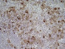 Anti-CD11b antibody [ED7] used in IHC (Frozen sections) (IHC-Fr). GTX76357