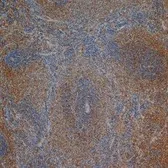 Anti-CD3 antibody [1F4] used in IHC (Paraffin sections) (IHC-P). GTX76493