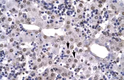 Anti-HMGB2 antibody, C-term used in IHC (Paraffin sections) (IHC-P). GTX77816