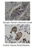 Anti-MMP19 antibody, N-term used in IHC (Paraffin sections) (IHC-P). GTX77827