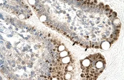 Anti-ZFP1 antibody, N-term used in IHC (Paraffin sections) (IHC-P). GTX77856