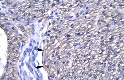 Anti-OTX2 antibody, N-term used in IHC (Paraffin sections) (IHC-P). GTX77880