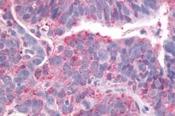 Anti-GPR23 antibody used in IHC (Paraffin sections) (IHC-P). GTX77987