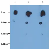 Anti-HIV protease antibody [1696] (Azide Free) used in Western Blot (WB). GTX78443
