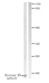 Anti-Histone H3T3ph (phospho Thr3) antibody used in Western Blot (WB). GTX79055