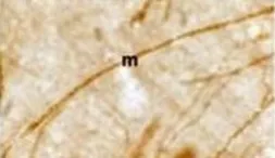 Anti-Myelin PLP antibody used in Immunohistochemistry (IHC). GTX79243