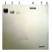 Anti-Plasminogen antibody [13C3-B10] used in Western Blot (WB). GTX79693