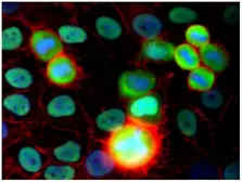 Anti-Ku80 antibody [MEM-54] used in Immunocytochemistry/ Immunofluorescence (ICC/IF). GTX79937