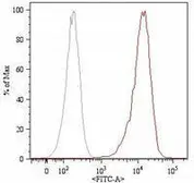 Anti-CD105 antibody [MEM-226] (FITC) used in Flow cytometry (FCM). GTX79977