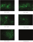 Anti-EpCAM antibody [G8.8] used in IHC (Frozen sections) (IHC-Fr). GTX80323