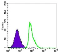 Anti-CD23 antibody [5B5] used in Flow cytometry (FCM). GTX80402