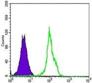 Anti-BLK antibody [1E6] used in Flow cytometry (FCM). GTX80405