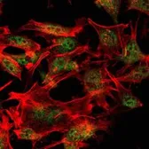 Anti-SETDB1 antibody [5H6A12] used in Immunocytochemistry/ Immunofluorescence (ICC/IF). GTX80408