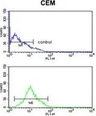 Anti-Kir6.2 antibody, N-term used in Flow cytometry (FCM). GTX80493