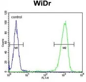 Anti-Peroxin 2 antibody, Internal used in Flow cytometry (FCM). GTX80512