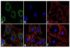 Anti-Adiponectin antibody [19F1] used in Immunocytochemistry/ Immunofluorescence (ICC/IF). GTX80683