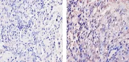 Anti-Her4 / ErbB4 antibody [HFR1] used in IHC (Paraffin sections) (IHC-P). GTX80811
