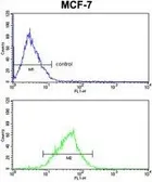 Anti-MDFIC antibody, N-term used in Flow cytometry (FCM). GTX81076