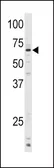 Anti-CYP1A1 antibody, C-term used in Western Blot (WB). GTX81232