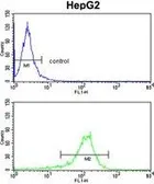 Anti-GGT5 antibody, N-term used in Flow cytometry (FCM). GTX81477
