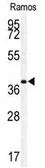 Anti-c-Maf antibody, C-term used in Western Blot (WB). GTX81509