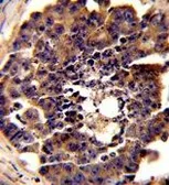 Anti-PDRG1 antibody, N-term used in IHC (Paraffin sections) (IHC-P). GTX81627