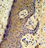 Anti-MAFF antibody, Internal used in IHC (Paraffin sections) (IHC-P). GTX81696