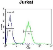 Anti-ALAD antibody, C-term used in Flow cytometry (FCM). GTX81701