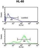 Anti-eIF4E antibody used in Flow cytometry (FCM). GTX82525